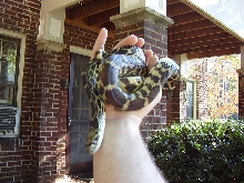 Newton IN Bullsnake Female