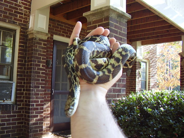 Newton IN Bullsnake Female
