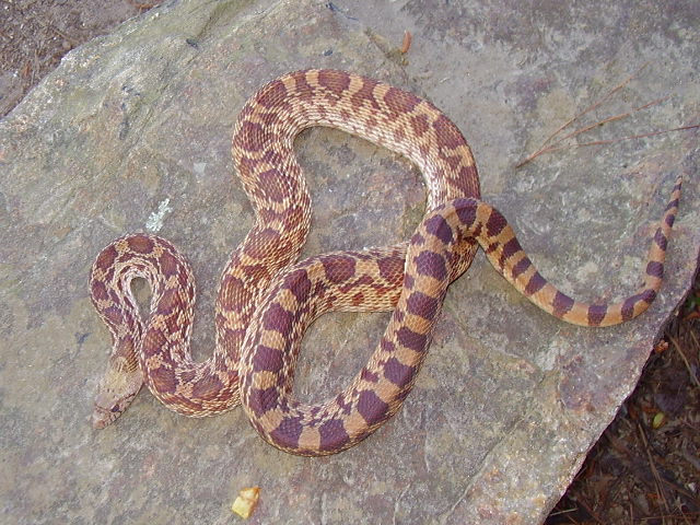Male Texas Red Bullsnake