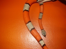 Home Depot Matched my Kingsnake
