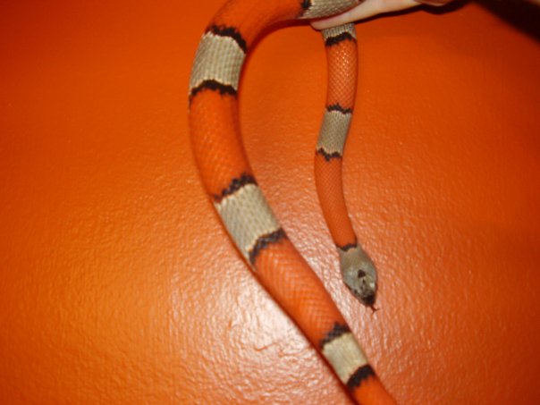 Home Depot Matched my Kingsnake