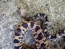 LA Pine Male