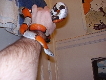 Female Gray Banded Kingsnake
