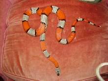 Female Gray Banded Kingsnake- red background