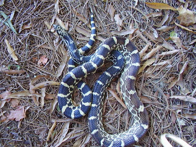 Newton IN Bullsnake Male