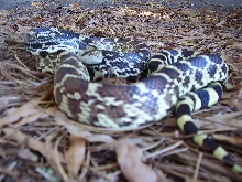 Newton IN Bullsnake Male