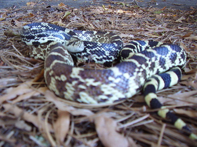 Newton IN Bullsnake Male