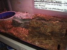 Cal Kingsnake Cage Habitat