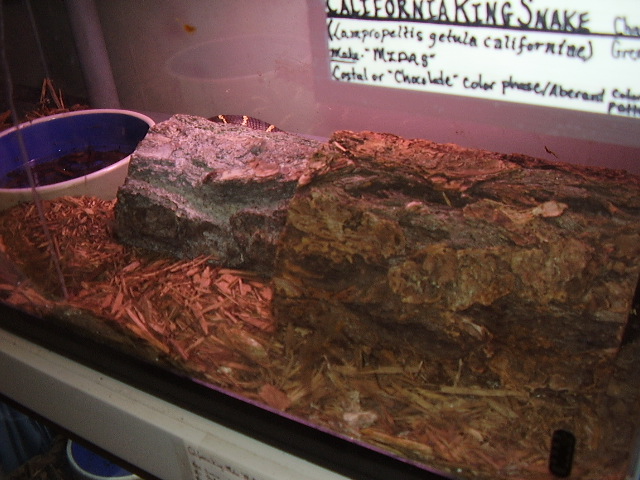 Cal Kingsnake Cage Habitat