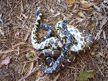 Newton IN Bullsnake pair just out of the box