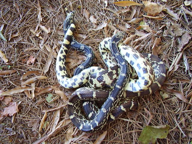 Newton IN Bullsnake pair just out of the box