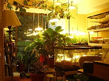 Snake and plant room