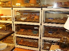 Snake and plant room 2