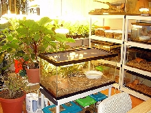 Snake and plant room 3