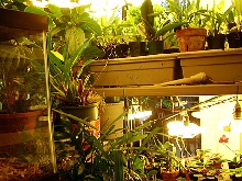 Snake and plant room 4