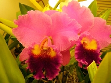 Cattleya Orchid