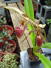 Asian Slipper Orchid