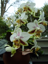 Moth Orchid