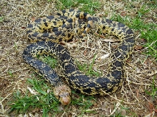 3' Lousiana Pine Snake