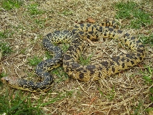Louisiana Pine Male- 3'