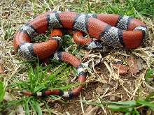 Female Blairs? 1