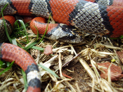 Female Blairs? 4