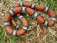 Female Blairs? 2