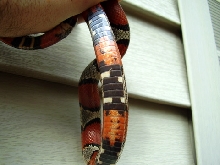 Female Blairs? 3