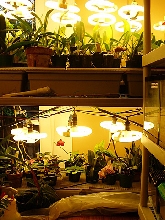 Snake and plant room 5