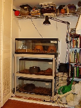 Snake and plant room 6