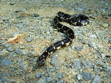 Eastern King- Mecklenburg County, NC 1