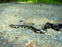 Eastern King Mecklenburg County NC 2