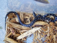 Black Eastern Kingsnake (L. getula nigra)
