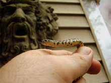Black Eastern Kingsnake (L. getula nigra) 2