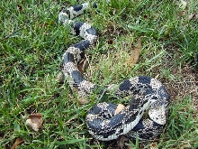 South Carolina Northern Pine