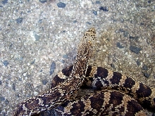 LA Pine female 2