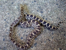 LA Pine female