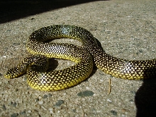 Speckeld King Snake- Houston TX