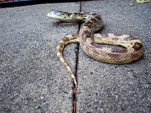 NC Northern Pine Snake male
