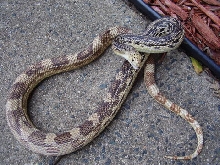 NC Northern Pine Snake male 2