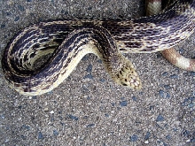 NC Northern Pine Snake male 3