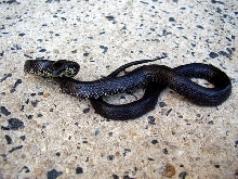Yearling F Black E. Kingsnake, Todd Co, KY