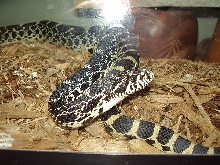 Sub adult Male Kanakee Bullsnake