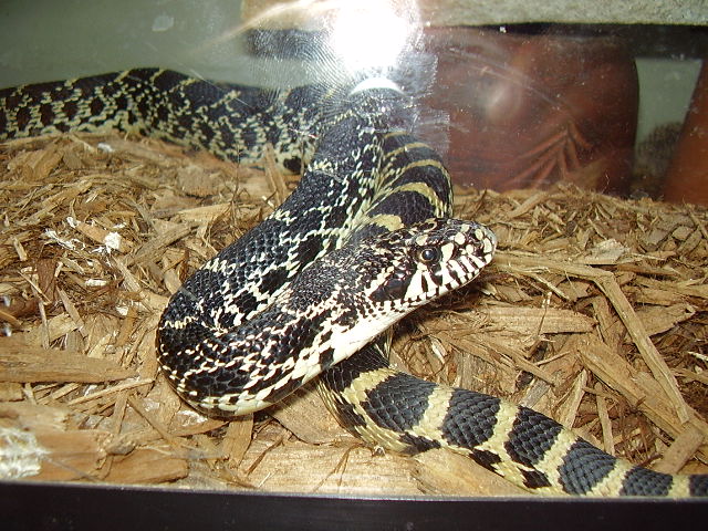 Sub adult Male Kanakee Bullsnake