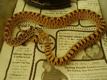 Hatchling female Kanakee Bullsnake
