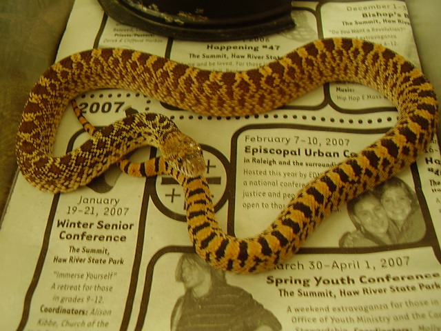 Hatchling female Kanakee Bullsnake