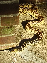 Kansas Yellow Bullsnake 5yrs Old- Female 2
