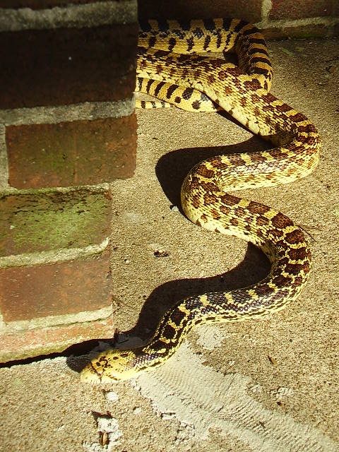 Kansas Yellow Bullsnake 5yrs Old- Female 2