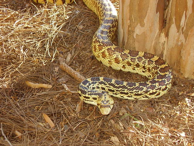 Kansas Yellow Bullsnake 5yrs Old- Female