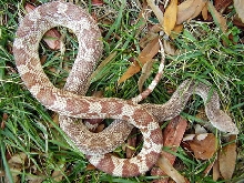 Southern Pinesnake- red phase